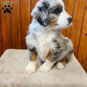 Max, Bernedoodle Puppy